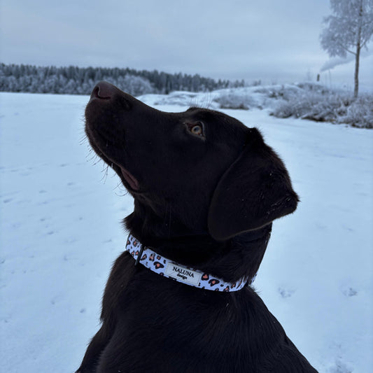 Wild Leopard Collar